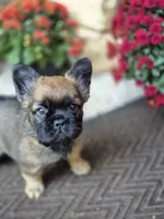Nia, a female French Bulldog for sale in Clinton Township, MI – 1 of 9
