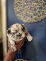 Storm , a female French Bulldog for sale in Clinton Township, MI – 2 of 3