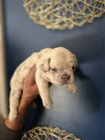 ICE, a male French Bulldog for sale in Clinton Township, MI – 2 of 3