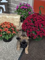 Mateo, a male French Bulldog for sale in Clinton Township, MI – 5 of 5