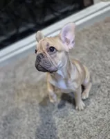 Caira, a female French Bulldog for sale in Clinton Township, MI – 4 of 5