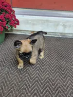 Nia, a female French Bulldog for sale in Clinton Township, MI – 5 of 9