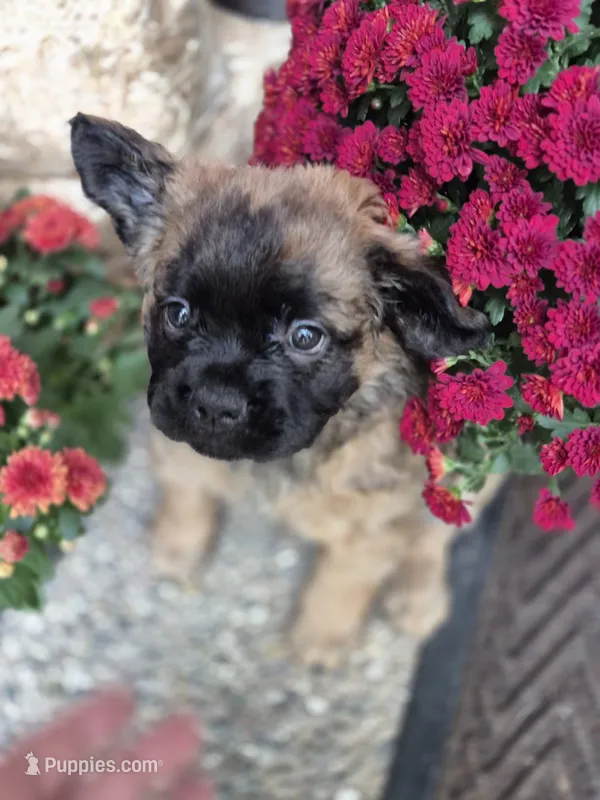 Mateo – French Bulldog puppy for sale in Clinton Township, MI