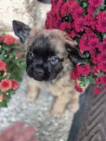 Mateo, a male French Bulldog for sale in Clinton Township, MI – 1 of 5