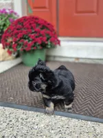 Creed, a male French Bulldog for sale in Clinton Township, MI – 3 of 8