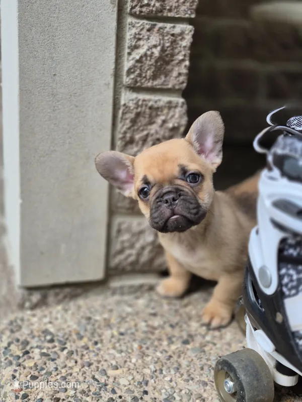 Peach – French Bulldog puppy for sale in Clinton Township, MI