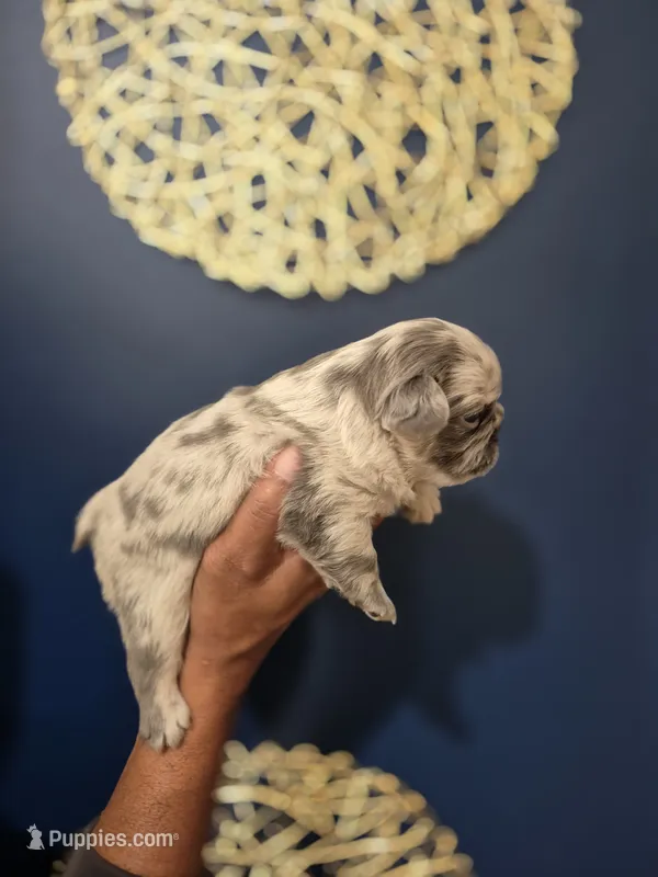 Storm , a female French Bulldog for sale in Clinton Township, MI – 1 of 3