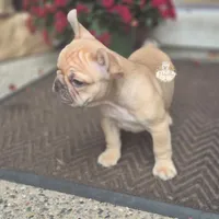 Caira, a female French Bulldog for sale in Clinton Township, MI – 2 of 5