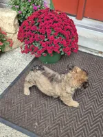 Mateo, a male French Bulldog for sale in Clinton Township, MI – 4 of 5