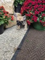 Raven, a female French Bulldog for sale in Clinton Township, MI – 4 of 5