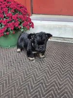 Creed, a male French Bulldog for sale in Clinton Township, MI – 4 of 8