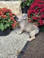 Raven, a female French Bulldog for sale in Clinton Township, MI – 3 of 5