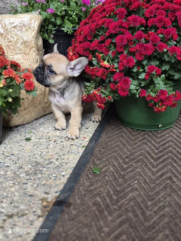 Raven – French Bulldog puppy for sale in Clinton Township, MI