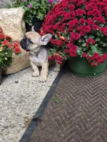 Raven, a female French Bulldog for sale in Clinton Township, MI – 1 of 5