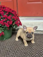 Peach, a female French Bulldog for sale in Clinton Township, MI – 3 of 3