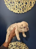 ICE, a male French Bulldog for sale in Clinton Township, MI – 3 of 3