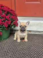 Peach, a female French Bulldog for sale in Clinton Township, MI – 2 of 3
