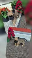 Nia, a female French Bulldog for sale in Clinton Township, MI – 4 of 9
