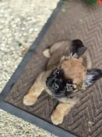 Nia, a female French Bulldog for sale in Clinton Township, MI – 2 of 9
