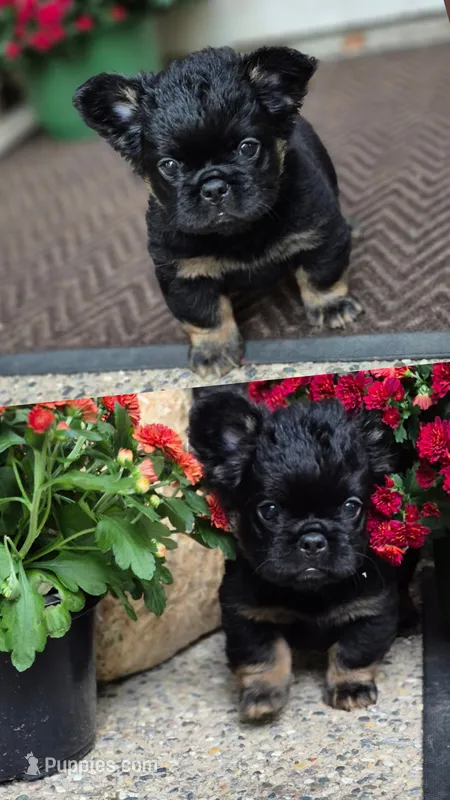 Creed – French Bulldog puppy for sale in Clinton Township, MI