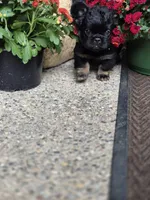 Creed, a male French Bulldog for sale in Clinton Township, MI – 2 of 8