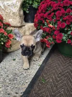 Raven, a female French Bulldog for sale in Clinton Township, MI – 2 of 5