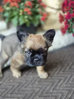 Nia, a female French Bulldog for sale in Clinton Township, MI – 9 of 9