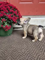 Raven, a female French Bulldog for sale in Clinton Township, MI – 5 of 5
