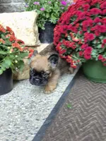 Nia, a female French Bulldog for sale in Clinton Township, MI – 6 of 9