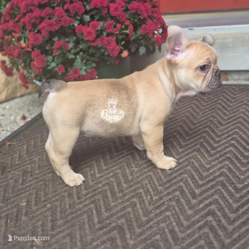 Caira, a female French Bulldog for sale in Clinton Township, MI – 1 of 5