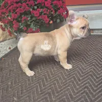 Caira, a female French Bulldog for sale in Clinton Township, MI – 1 of 5