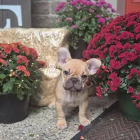 Caira, a female French Bulldog for sale in Clinton Township, MI – 3 of 5