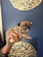 COCO, a female French Bulldog for sale in Clinton Township, MI – 2 of 3