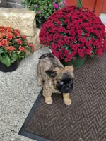 Mateo, a male French Bulldog for sale in Clinton Township, MI – 2 of 5