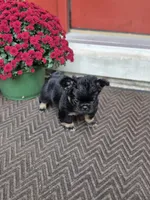 Creed, a male French Bulldog for sale in Clinton Township, MI – 8 of 8