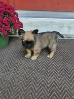 Nia, a female French Bulldog for sale in Clinton Township, MI – 8 of 9