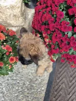 Mateo, a male French Bulldog for sale in Clinton Township, MI – 3 of 5