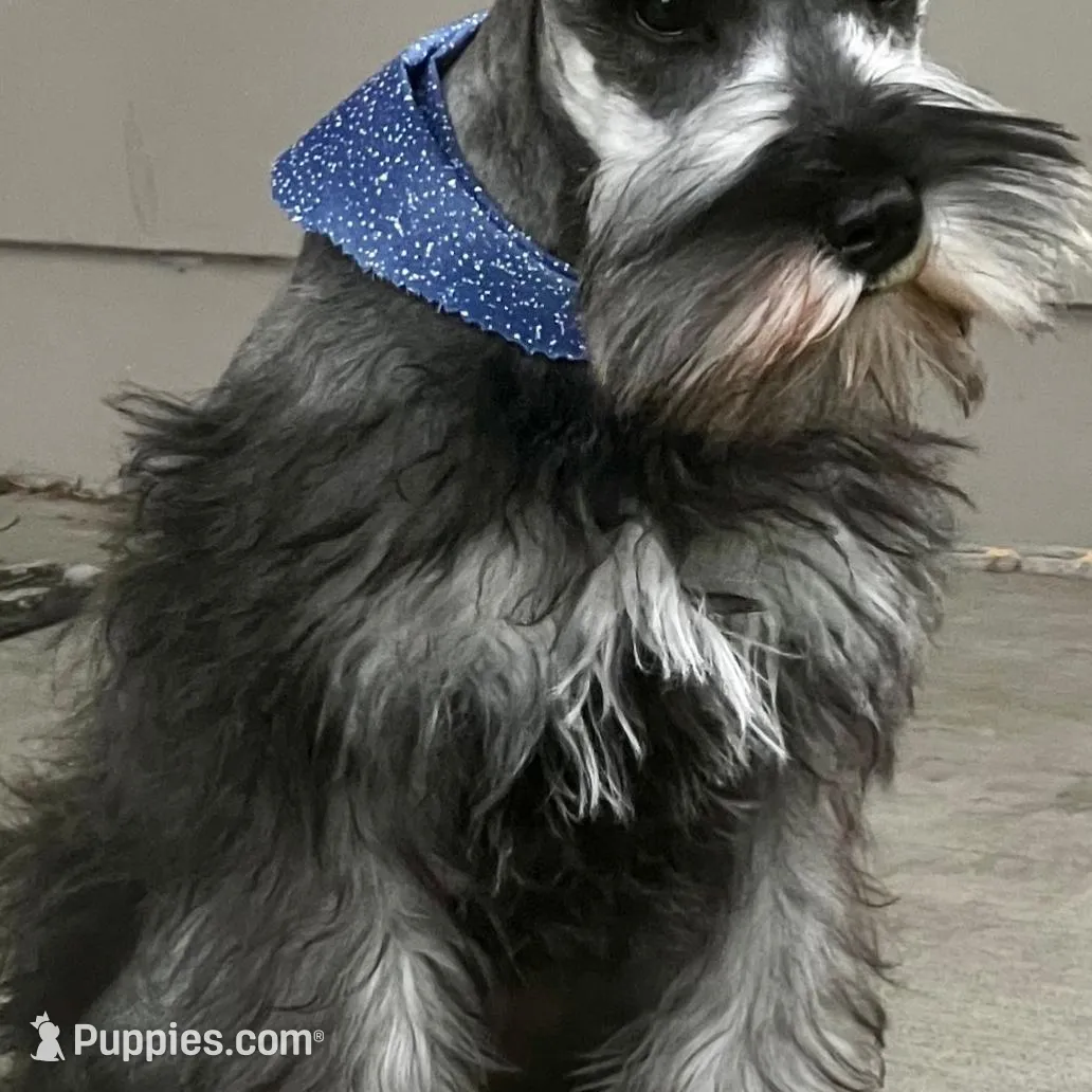 Little Boy, a male Miniature Schnauzer for sale in Jefferson, OR – Photo 4 of 4