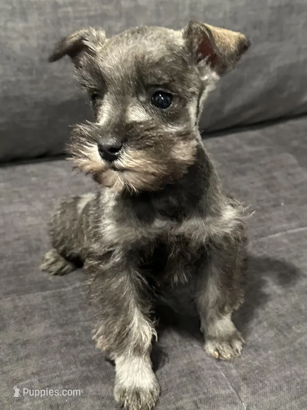 Little Boy, a male Miniature Schnauzer for sale in Jefferson, OR – Photo 1 of 4