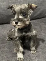 Little Boy, a male Miniature Schnauzer for sale in Jefferson, OR – Photo 1 of 4