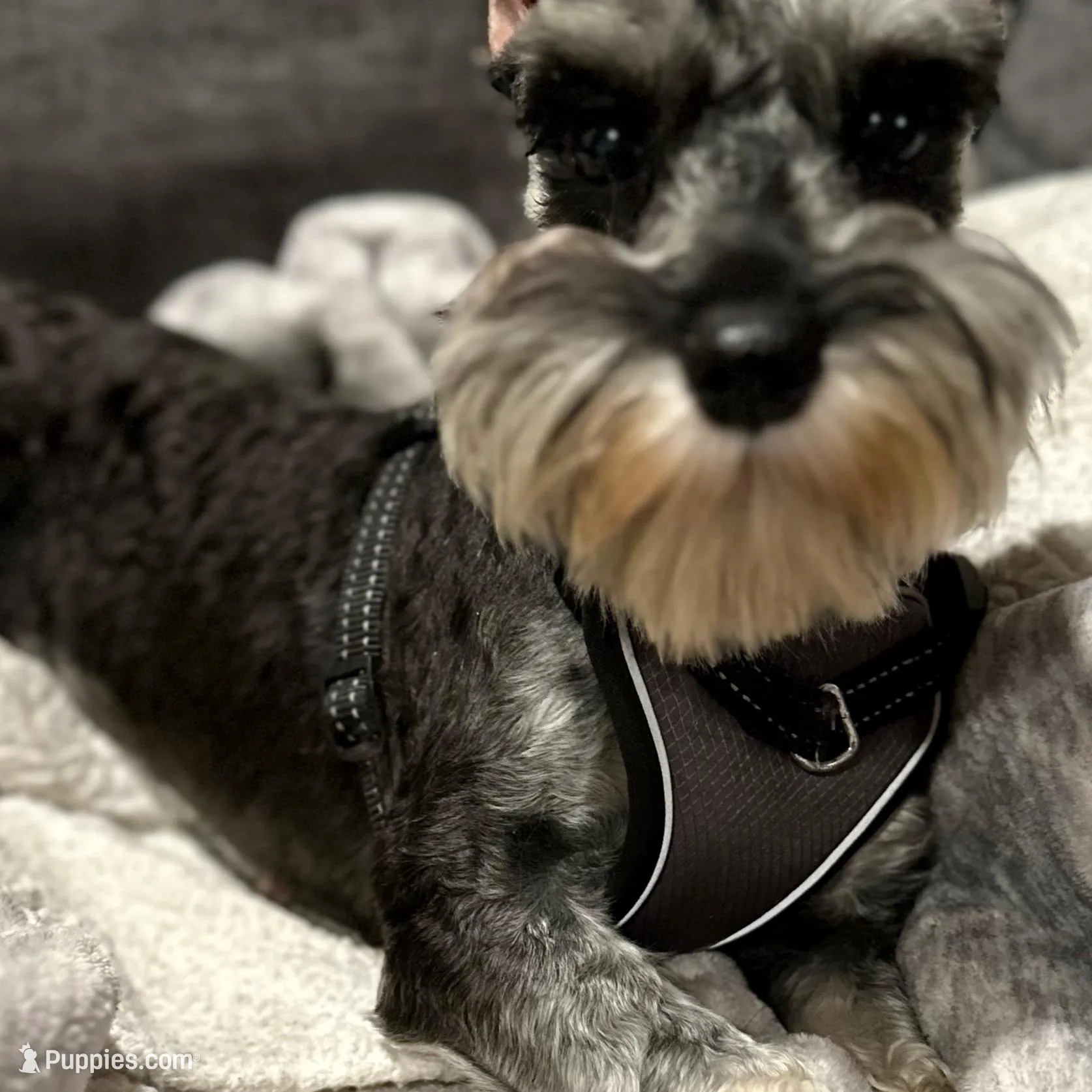 Little Boy, a male Miniature Schnauzer for sale in Jefferson, OR – Photo 3 of 4