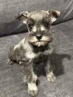 Little Boy, a male Miniature Schnauzer for sale in Jefferson, OR – Photo 2 of 4