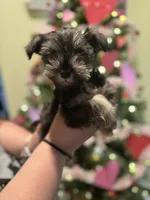 Female Mini schnauzers, a female Miniature Schnauzer for sale in Jefferson, OR – Photo 4 of 8