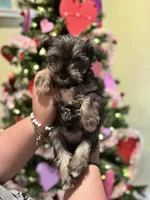 Female Mini schnauzers, a female Miniature Schnauzer for sale in Jefferson, OR – Photo 3 of 8