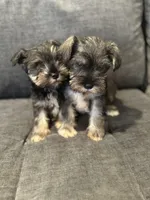 Female Mini schnauzers, a female Miniature Schnauzer for sale in Jefferson, OR – Photo 2 of 8