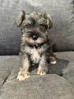 Female Mini schnauzers, a female Miniature Schnauzer for sale in Jefferson, OR – Photo 8 of 8