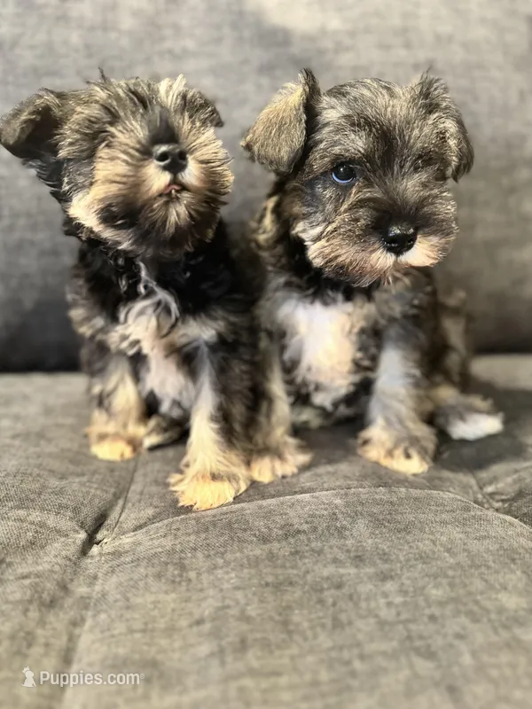 Female Mini schnauzers, a female Miniature Schnauzer for sale in Jefferson, OR – Photo 1 of 8