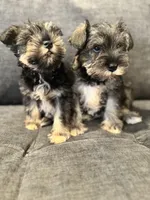 Female Mini schnauzers, a female Miniature Schnauzer for sale in Jefferson, OR – Photo 1 of 8
