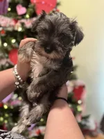 Female Mini schnauzers, a female Miniature Schnauzer for sale in Jefferson, OR – Photo 7 of 8