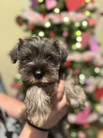 Female Mini schnauzers, a female Miniature Schnauzer for sale in Jefferson, OR – Photo 6 of 8